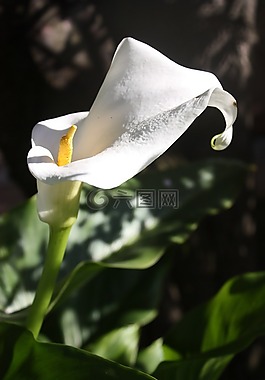 馬蹄蓮,花,白