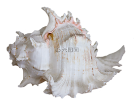 貝殼,外殼,海