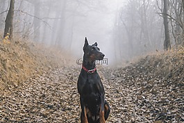 杜賓,犬,狗
