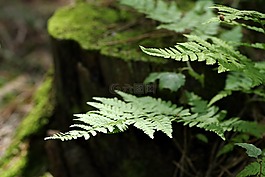 蕨類,森林,林下