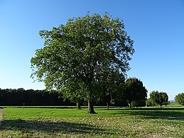 樹,天空,藍色
