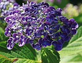 花,紫,紫色的小花