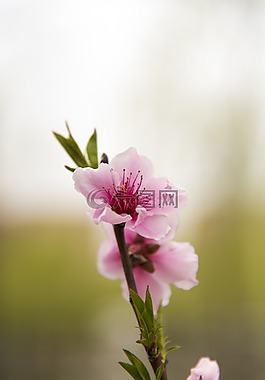 花,春天,櫻花