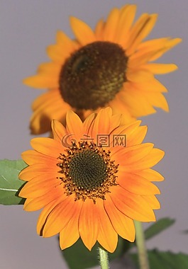 太陽花,植物,植物區(qū)系