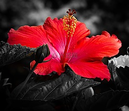 芙蓉花,花,红色