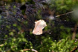 蜘蛛網(wǎng),網(wǎng)格,卡
