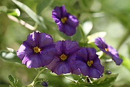 花,紫,紫色的小花
