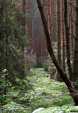 蕨类,gęstwina,叶子