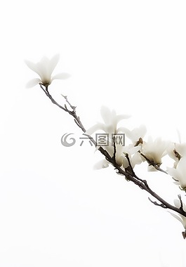 花,春天,白色