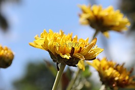 自然,花,黃色