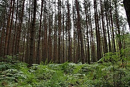 云杉,樹,松