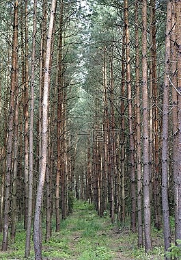 云杉,樹,松