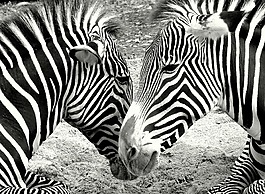 斑馬,動物園,黑色和白色