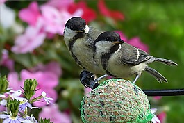 大山雀,parus 主要,鳥