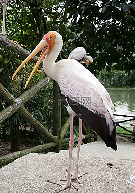 動物園,鳥,鳥園