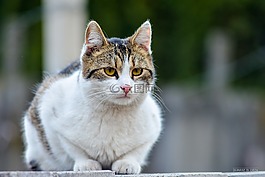 動物,貓,家貓