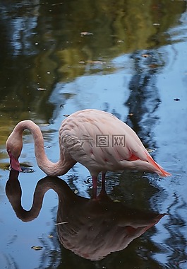 火烈鳥,粉紅色,鳥