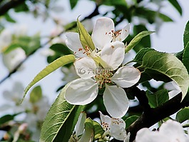 蘋果,樹,開花