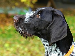 狗,動物,獵犬
