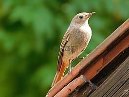?ltochvost房子,phoenicurus ochruros,鳥
