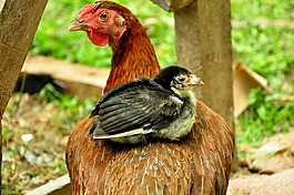 動物,雞,小雞