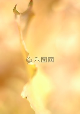 秋天,秋,黄色