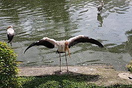 動物園,鳥,鳥園