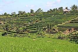 巴厘島,稻田,jatiluwih