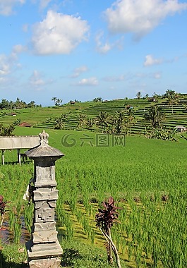 巴厘島,稻田,jatiluwih