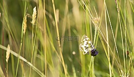 性質(zhì),蝴蝶,昆蟲