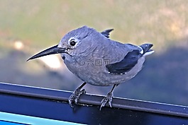 鳥,動(dòng)物世界,動(dòng)物