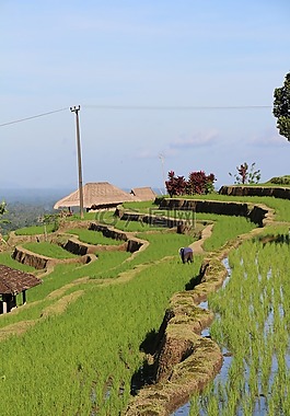 巴厘島,稻田,jatiluwih
