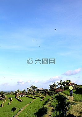 巴厘島,稻田,jatiluwih
