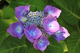 紫,花,紫色的小花