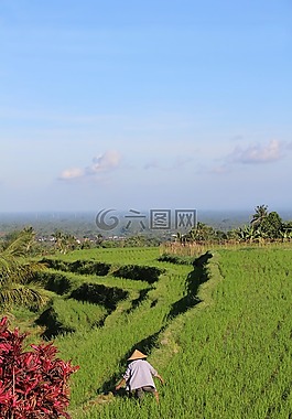 巴厘島,稻田,jatiluwih