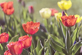 鮮花,郁金香,春天