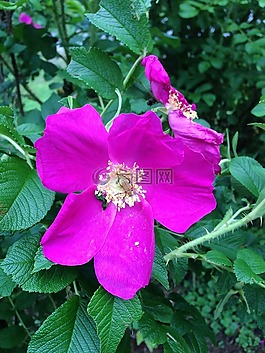 野玫瑰,花的,植物