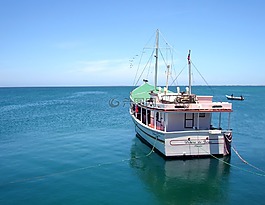 海,天空,雛菊