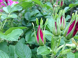 野玫瑰,鮮花,粉紅色