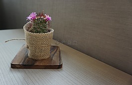 仙人掌,植物,鮮花