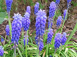 muscari,花,紫