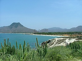 雛菊,島,加勒比的