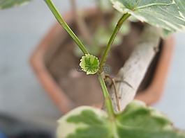 植物,葉,特寫