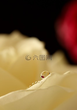 玫瑰,weis,花