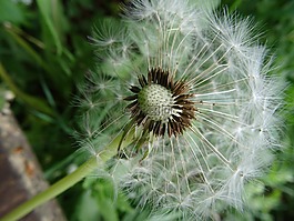 蒲公英,蒲公英的种子,关闭