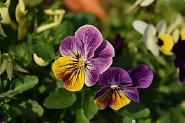 紫色的花,火鶴花,在清邁花