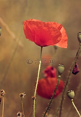 罌粟,橙色,花