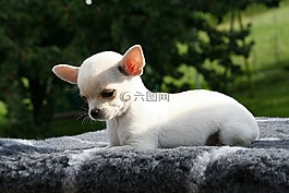 動物,狗,奇瓦瓦州