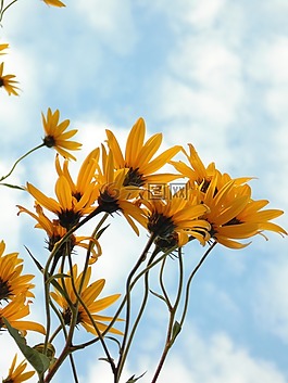 鮮花,黃色,天空