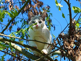 猫,小猫,珀蒂